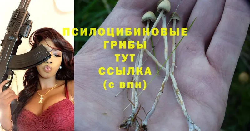 Псилоцибиновые грибы Psilocybe  Ипатово 